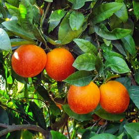 Naranjas Sanguineli